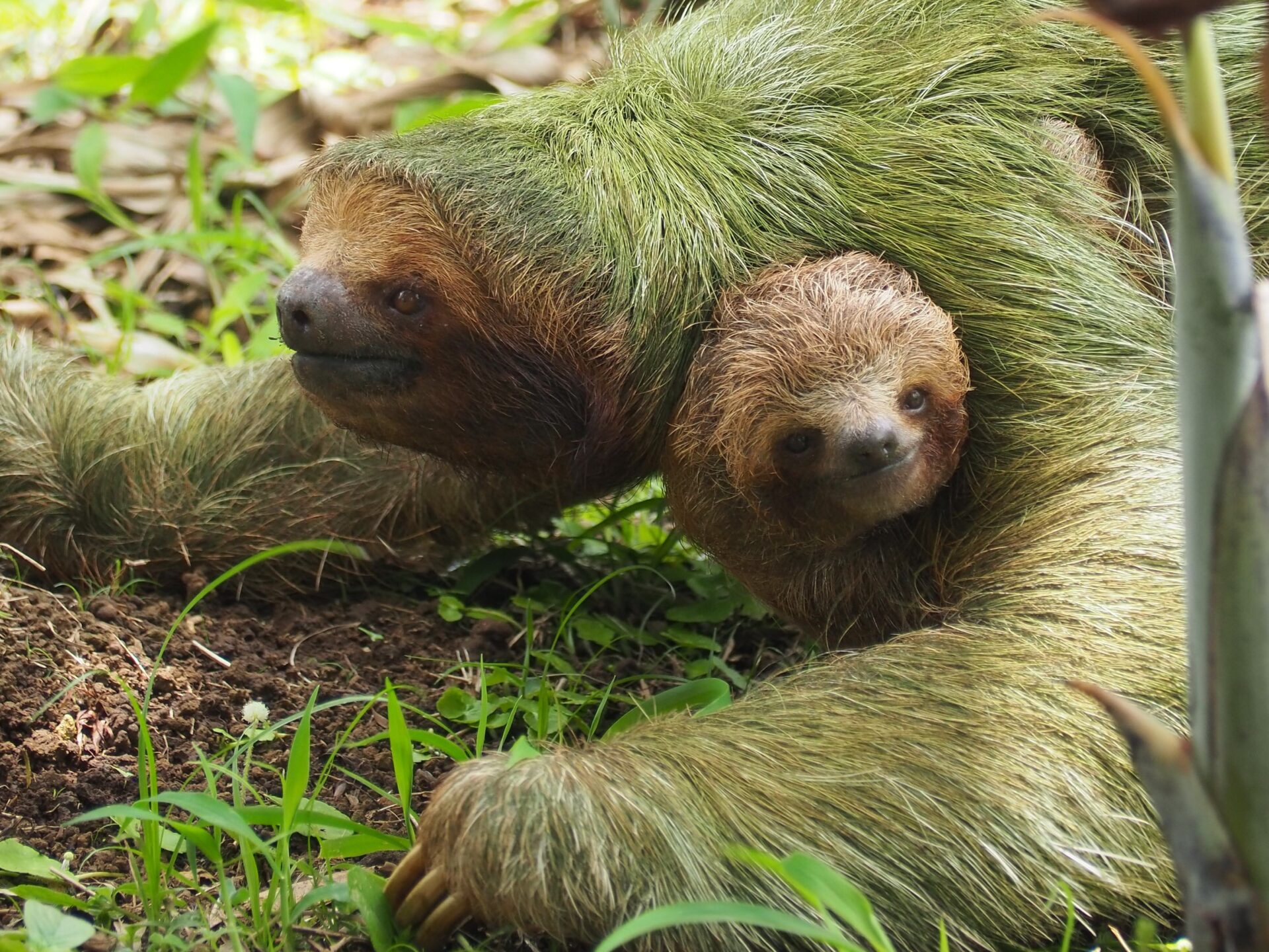 Itinerario viaje a Costa Rica durante 15 días Ruta diaria
