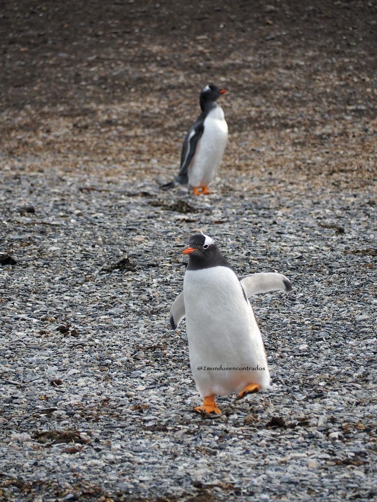 pingüinos papúa, Itinerario por Patagonia