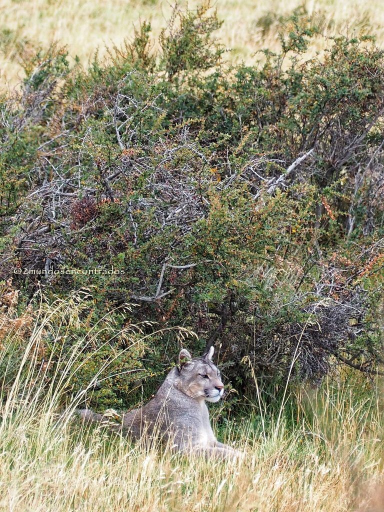 Puma en Torres del Paine, Patagonia