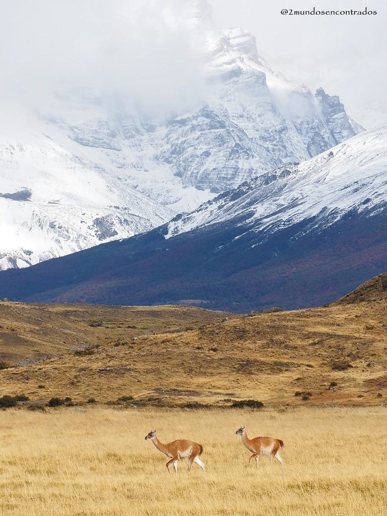 Guanacos en un paisaje patagónico, Patagonia