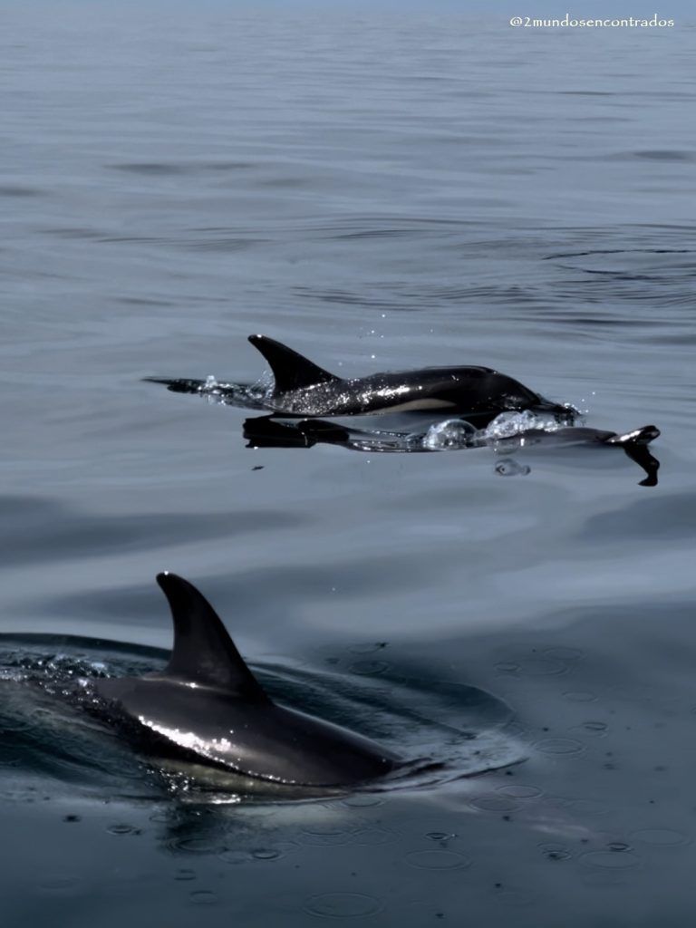 Avistamiento de delfines en Lagos, Ruta por Algarve