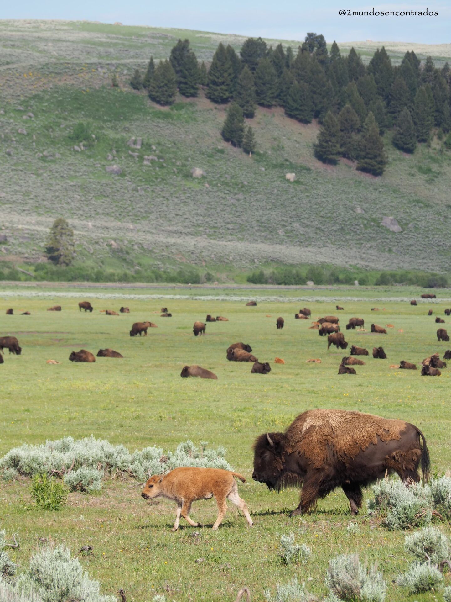 Lamar Valley - Yellowstone