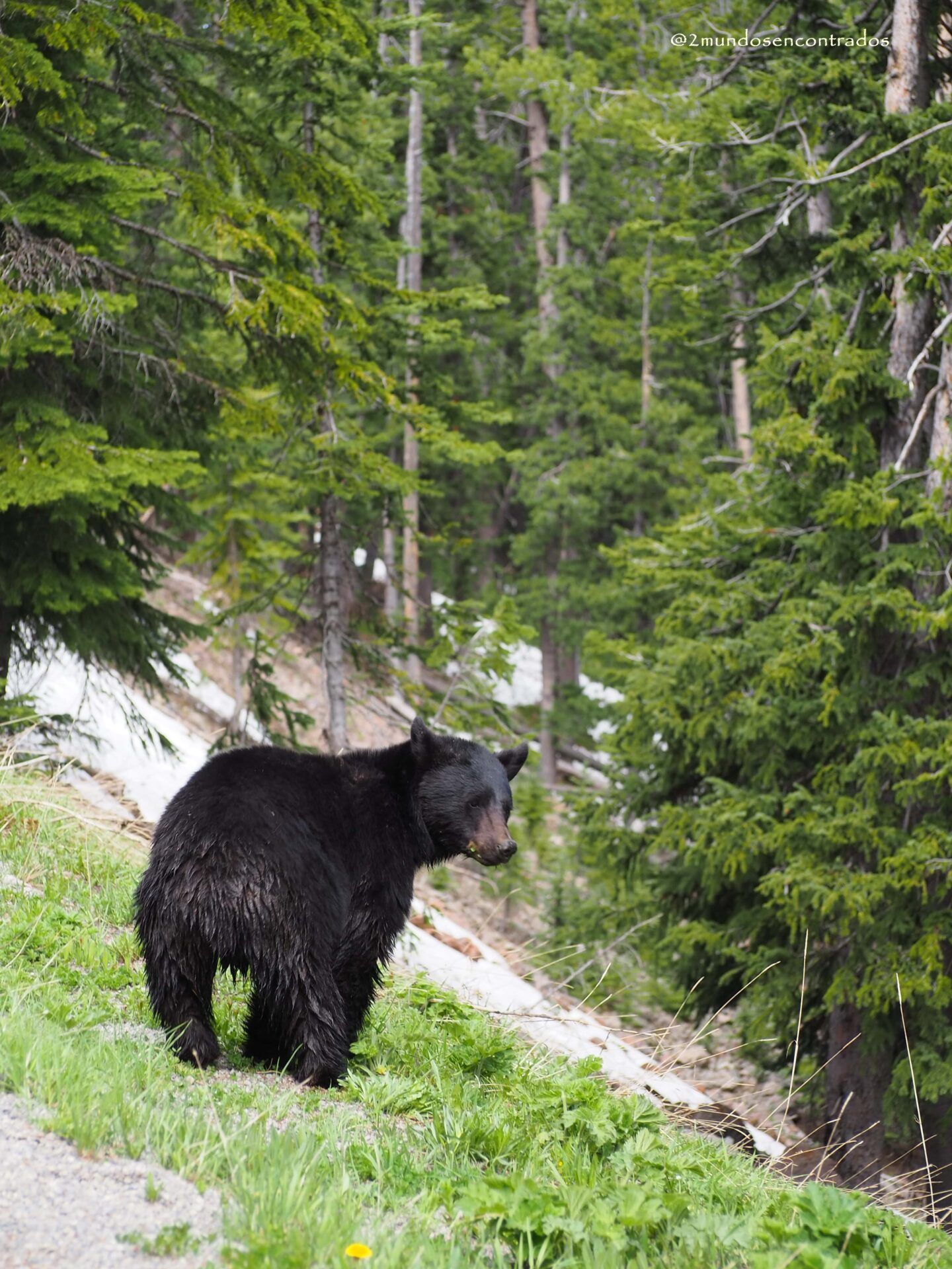 Yellowstone - ruta por Yellowstone Y Grand Teton