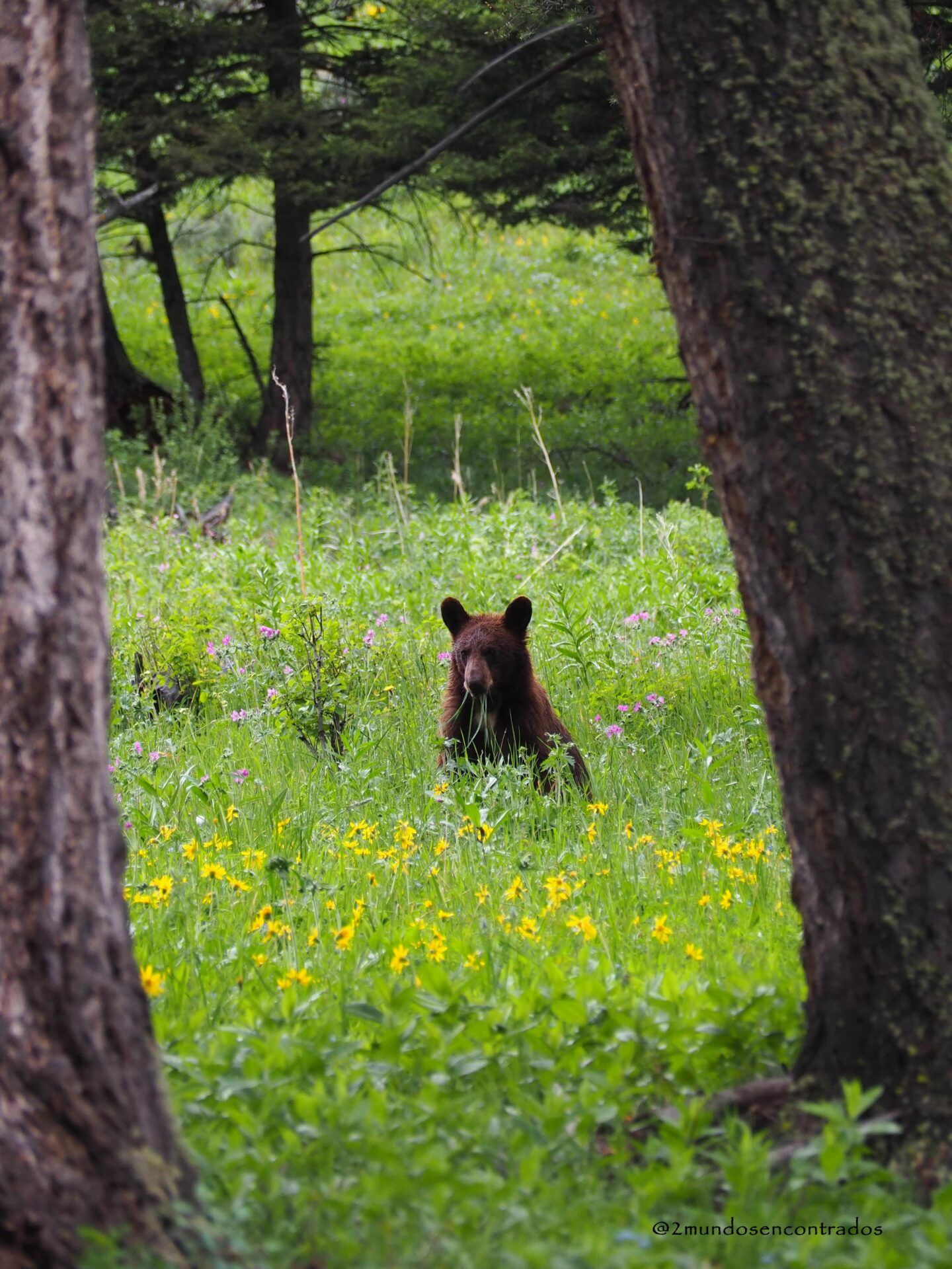 Yellowstone