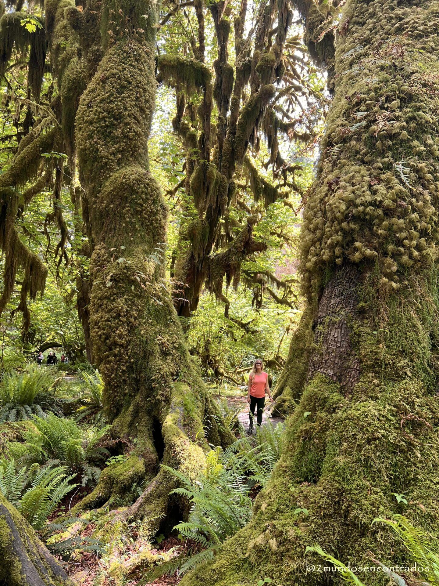 Hall of Mosses