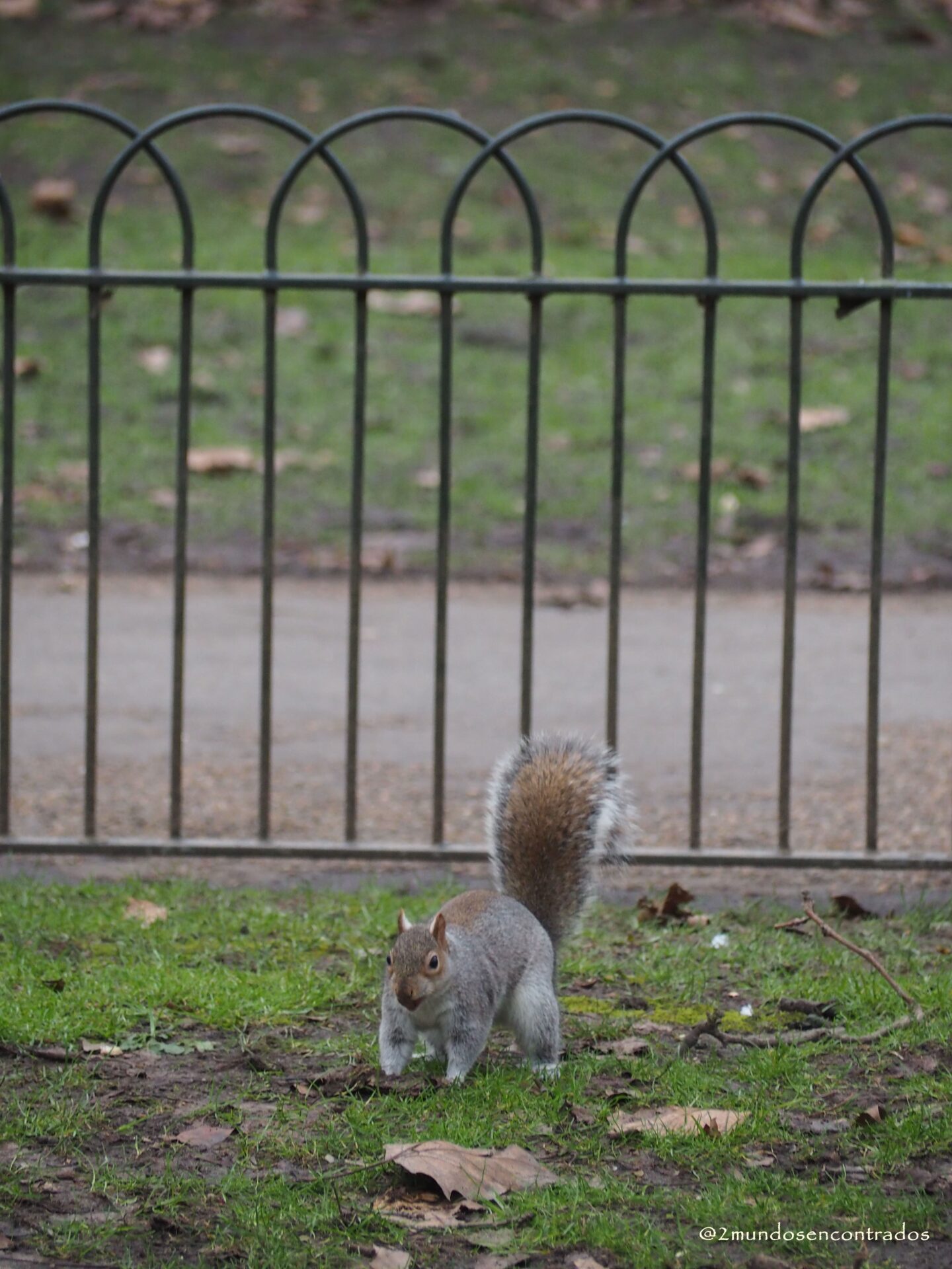 Ardilla gris en un parque de Londres