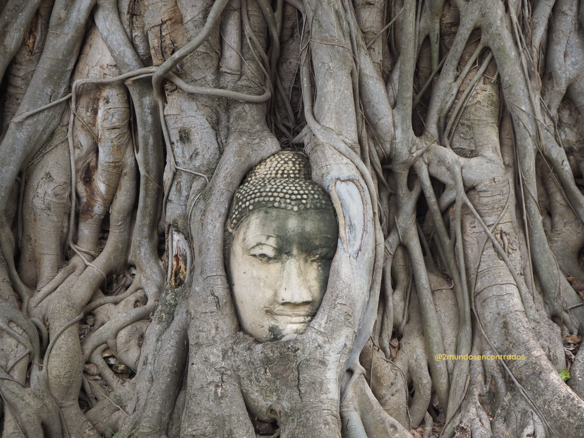 Buda de Wat Mahathat en Ayutthaya