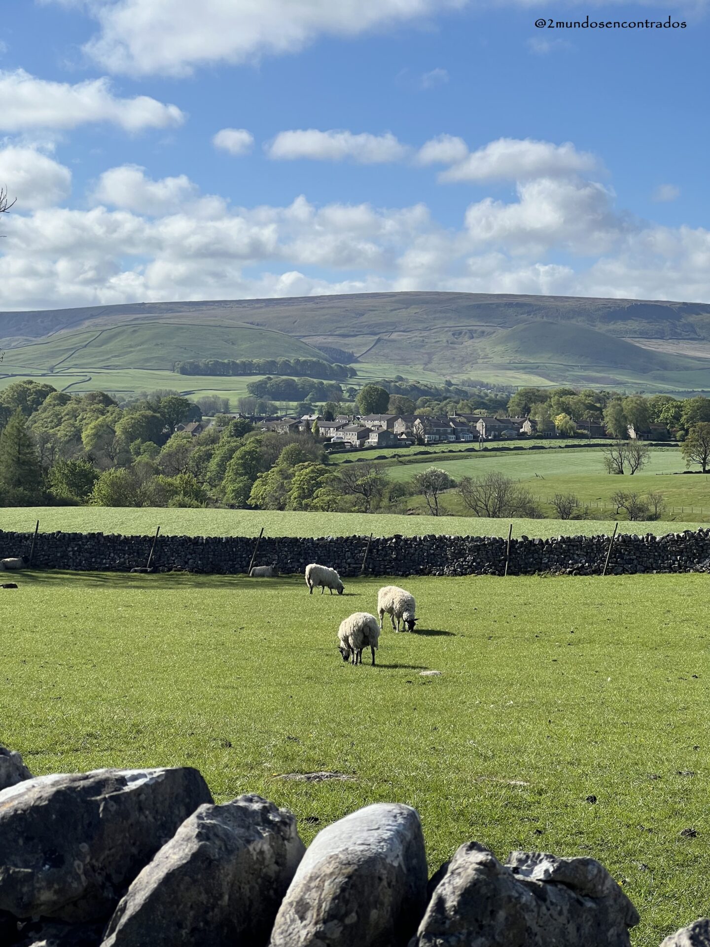 Rebaño de ovejas junto a los tradicionales muros de piedra de Yorkshire Dales National Park.