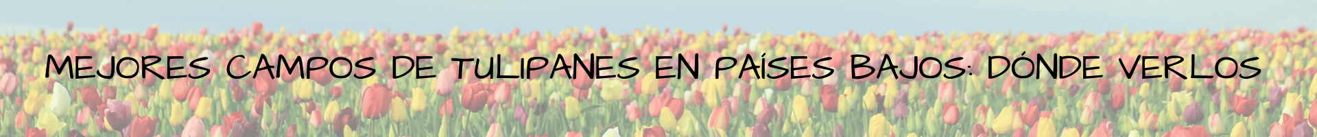 Mejores campos de tulipanes en Países Bajos: dónde verlos y cómo llegar