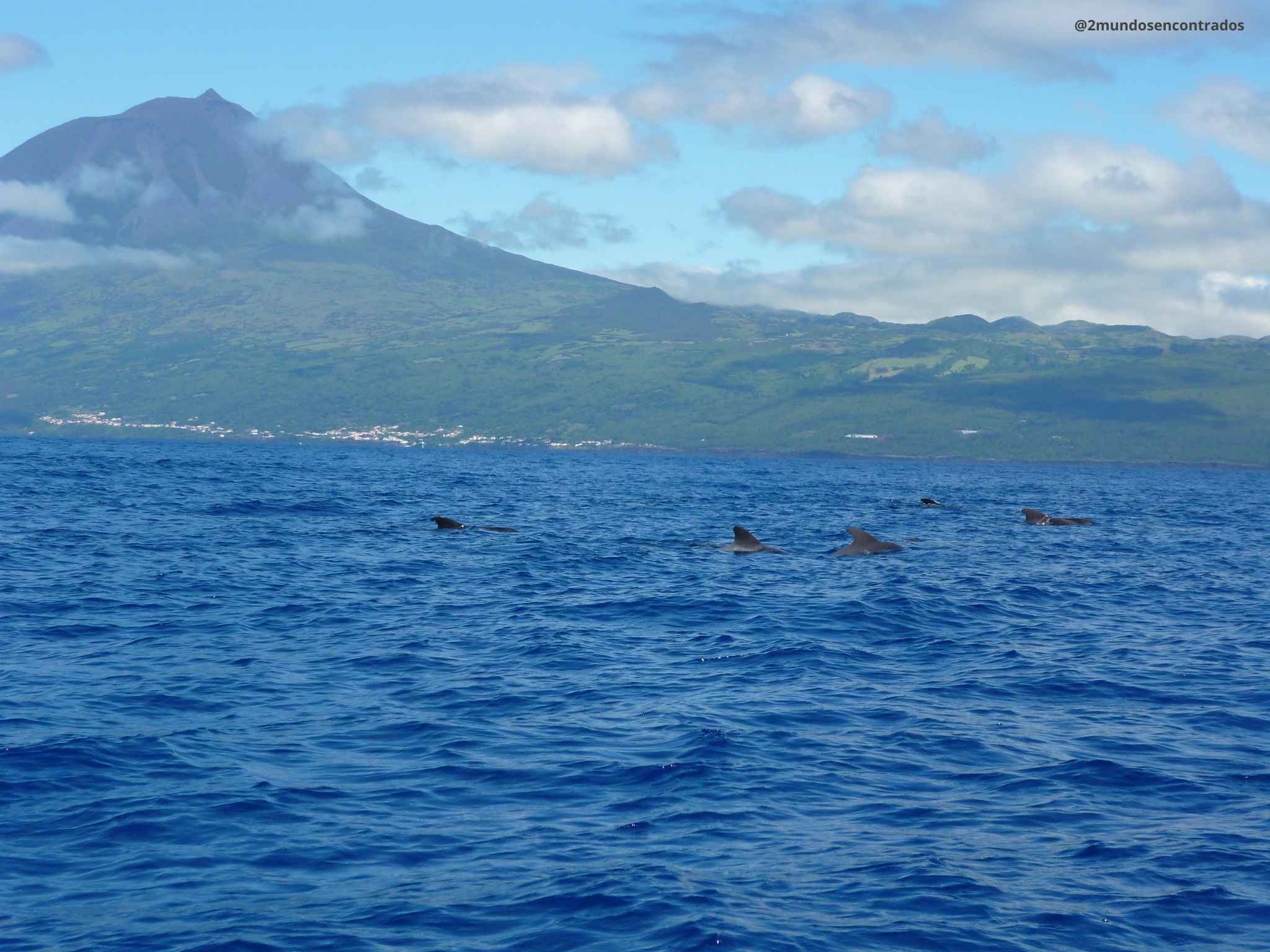 Avistamiento de delfines frente a la costa de São Miguel, Azores