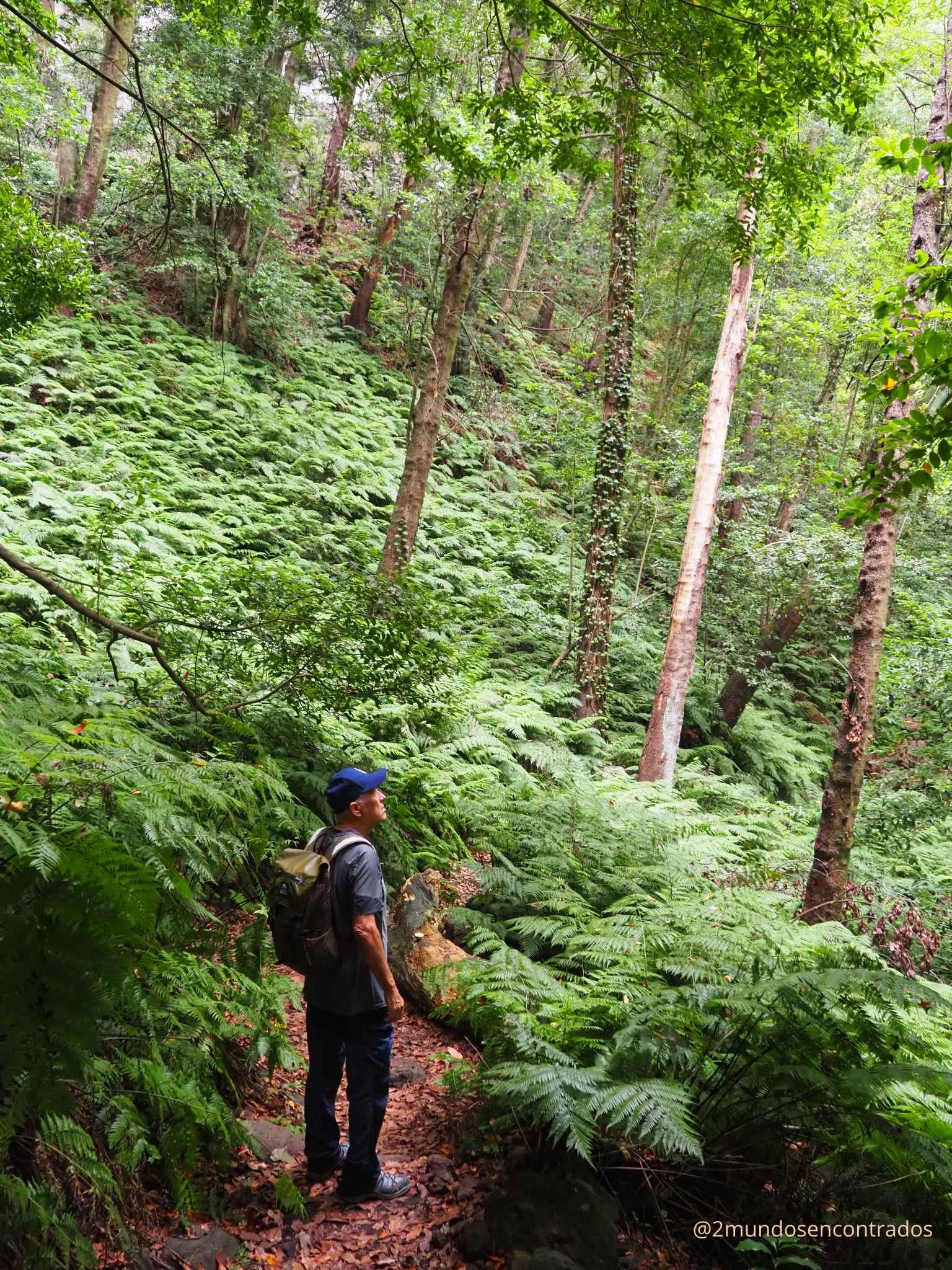 Bosque de helechos y vegetación exuberante en La Palma. Qué ver en La Palma en 5 días