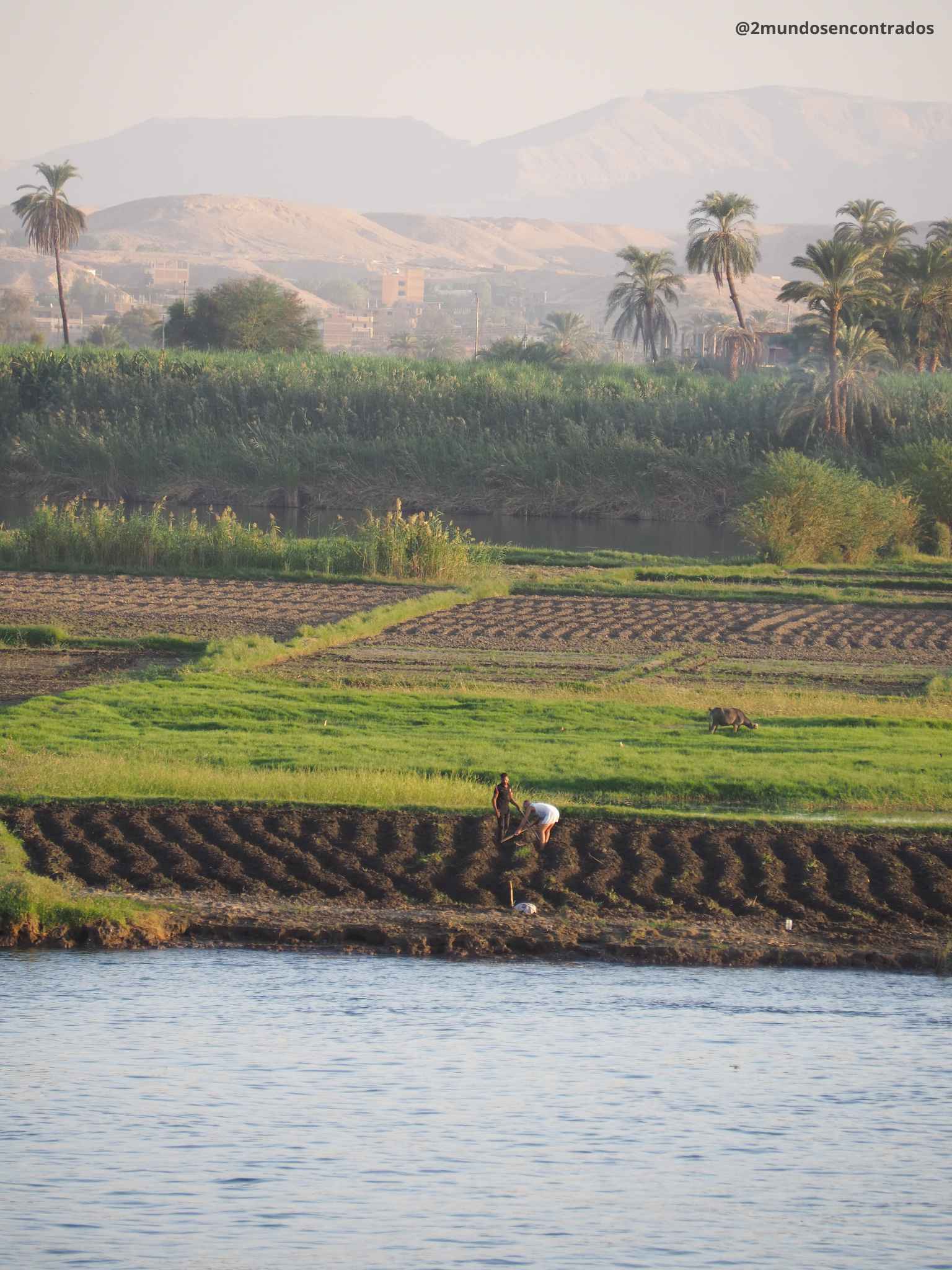Campos agrícolas junto al río Nilo con palmeras y montañas al fondo en Egipto