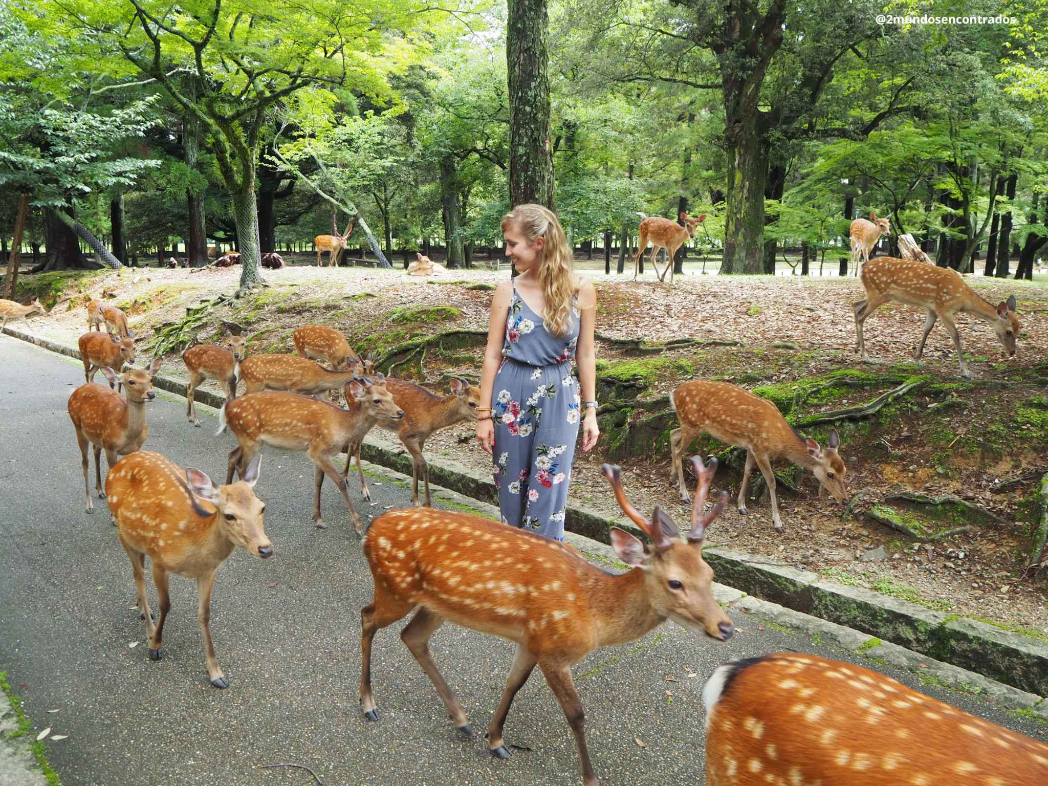 Paseando entre los ciervos del Parque de Nara, una de las visitas imprescindibles de Japón.