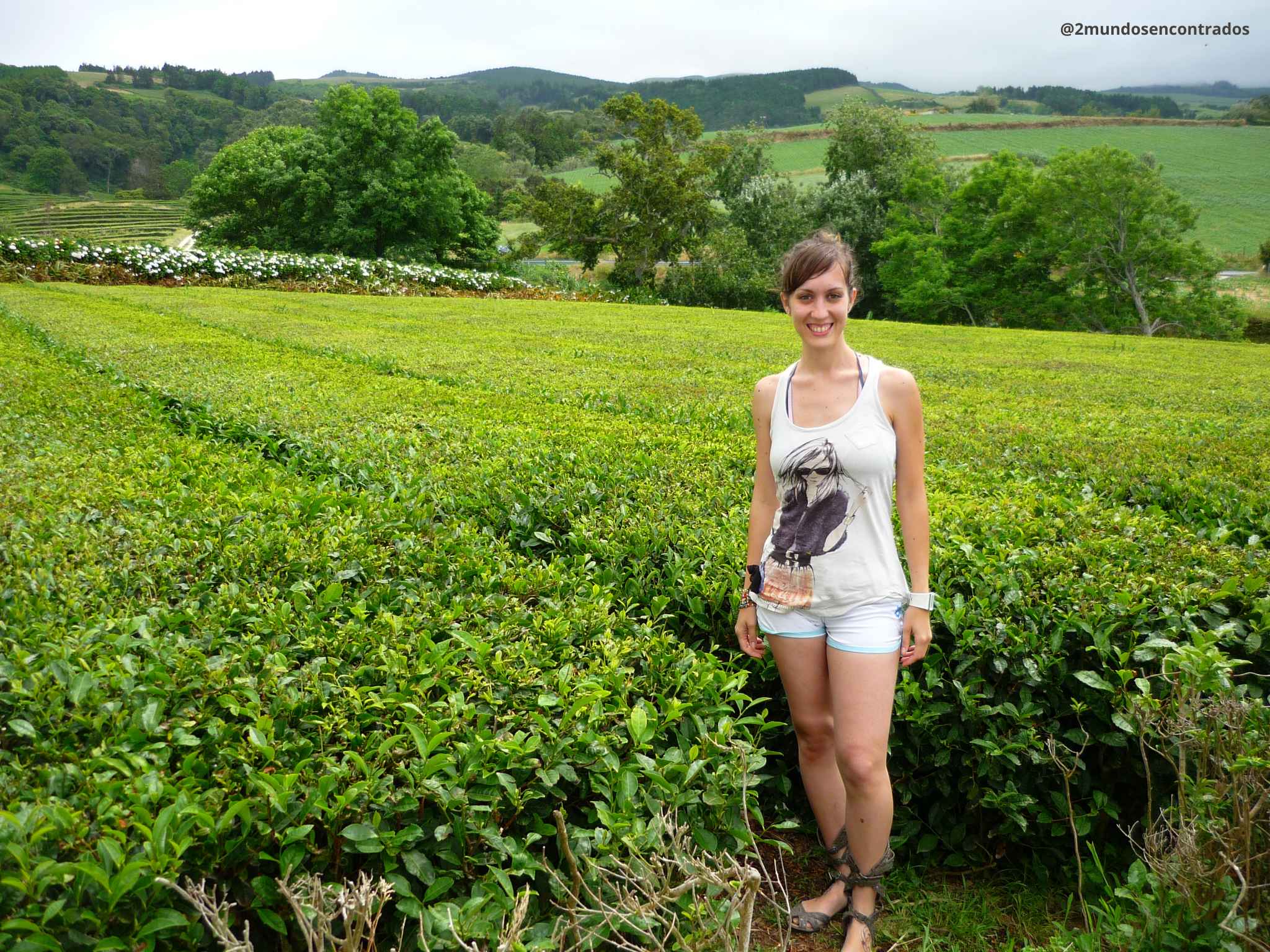 Plantación de té Gorreana
