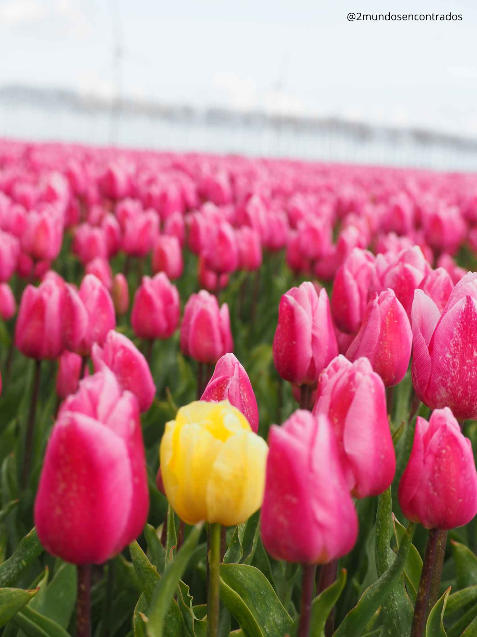 Paisaje de tulipanes en Países Bajos