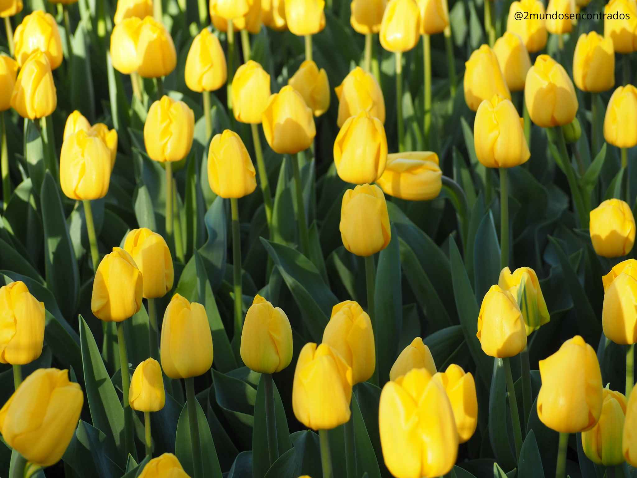 Campo de tulipanes amarillo