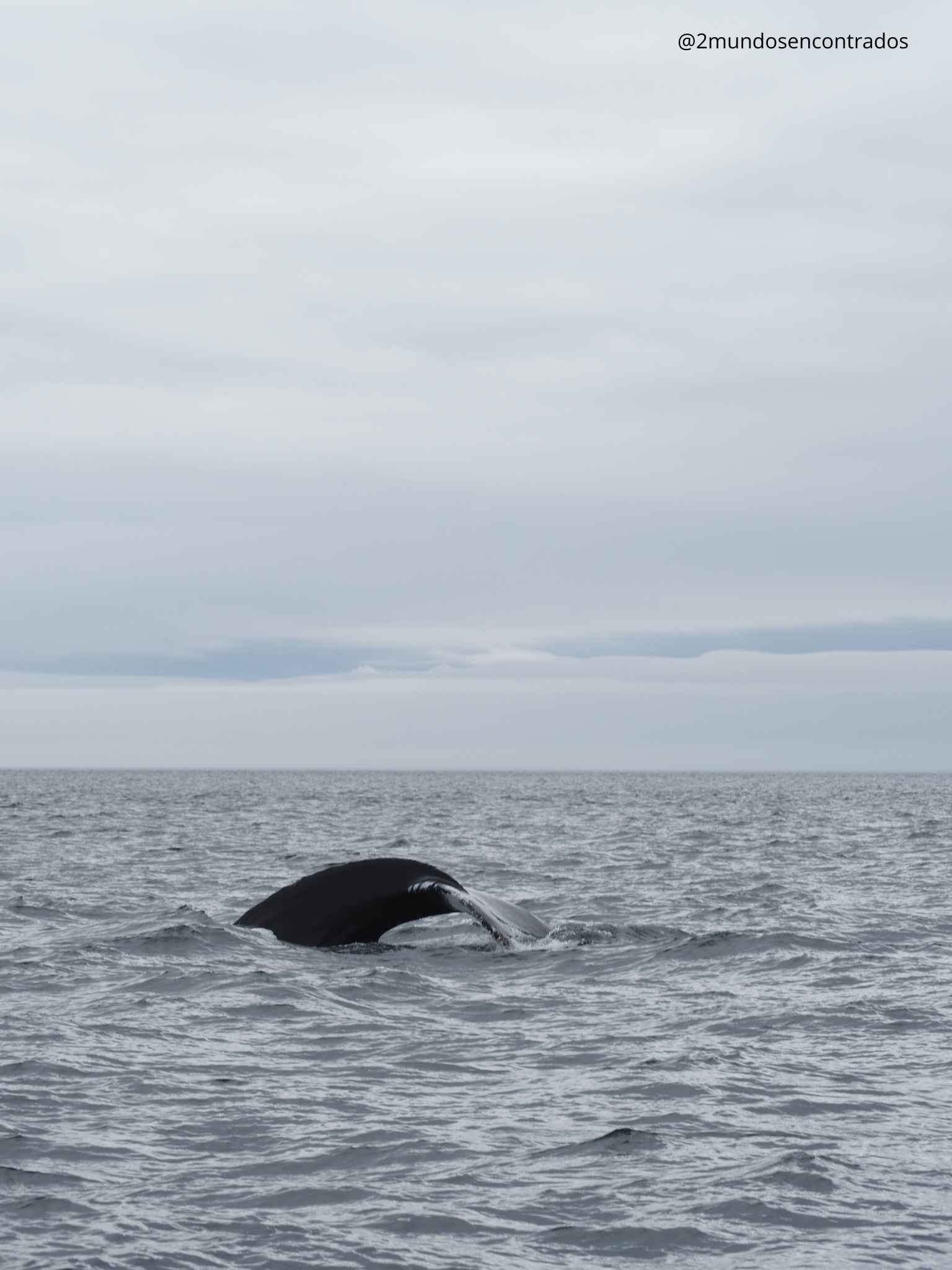 Cola de ballena sumergiéndose en el agua durante una excursión en Tadoussac.