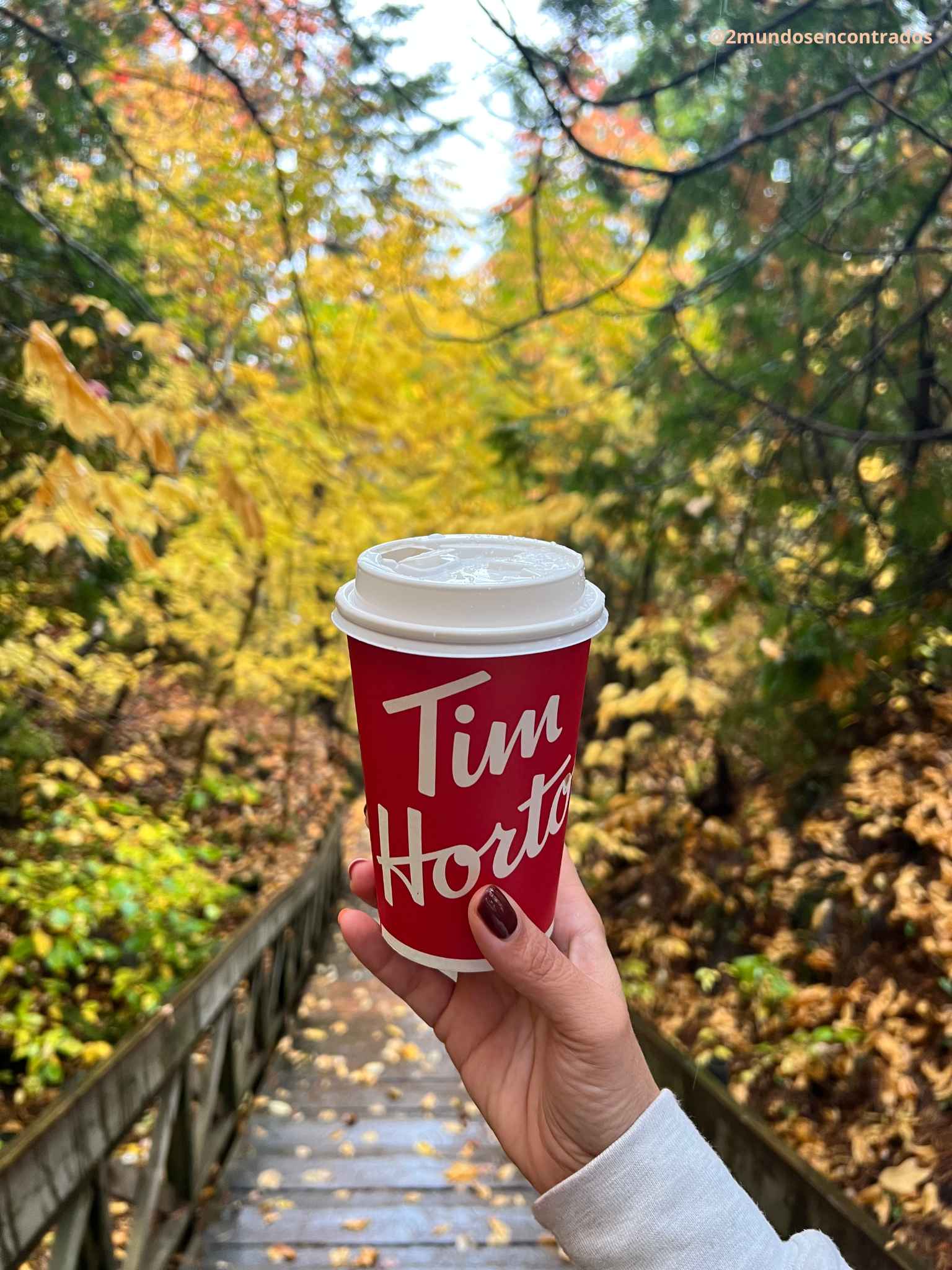 Mano sosteniendo un vaso de café Tim Hortons en un sendero de bosque en otoño.