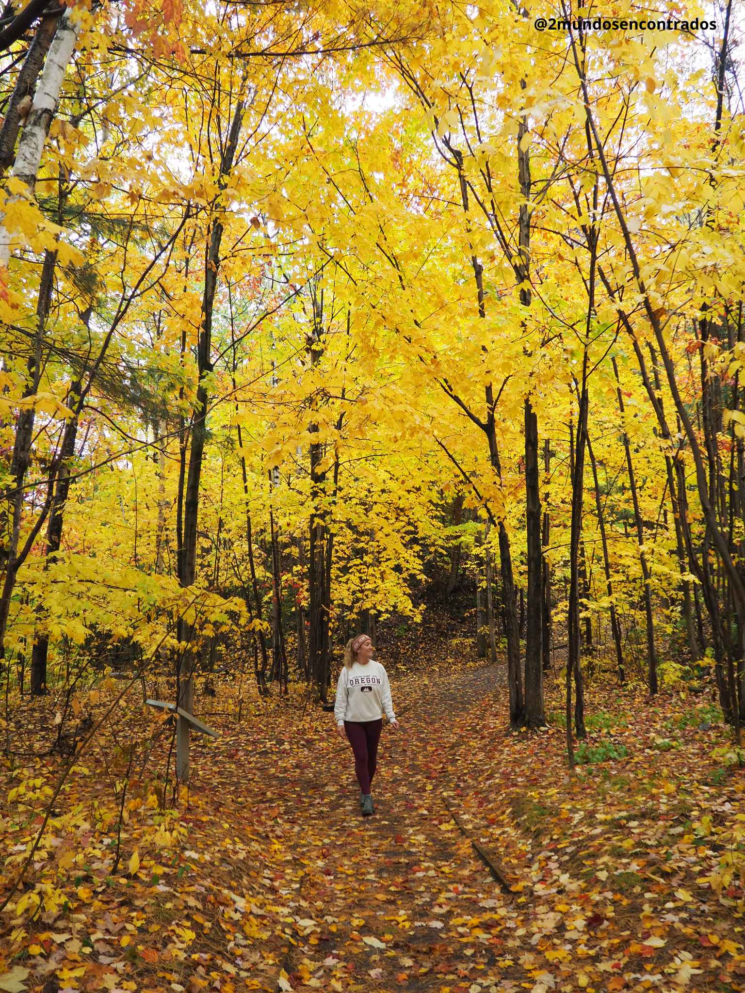 Caminando por un sendero rodeado de frondosos árboles con hojas amarillas en Parc des Chutes-de-la-Chaudière. Qué ver en Québec en 10 días